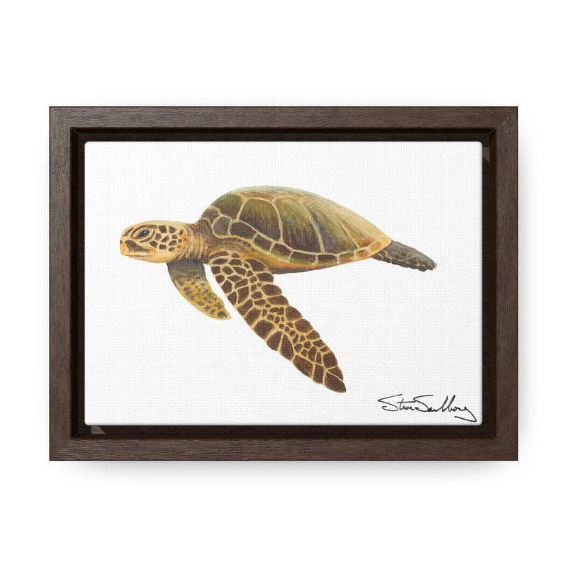 Green Sea Turtle, Gallery Canvas Wrap