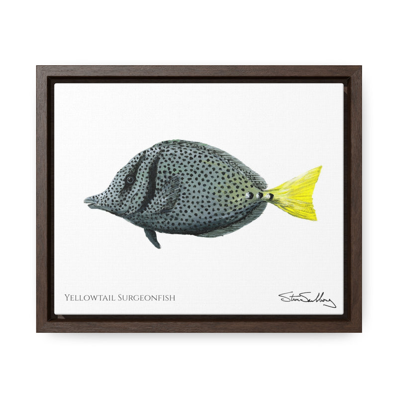 Yellowtail Surgeonfish, Gallery Canvas Wraps