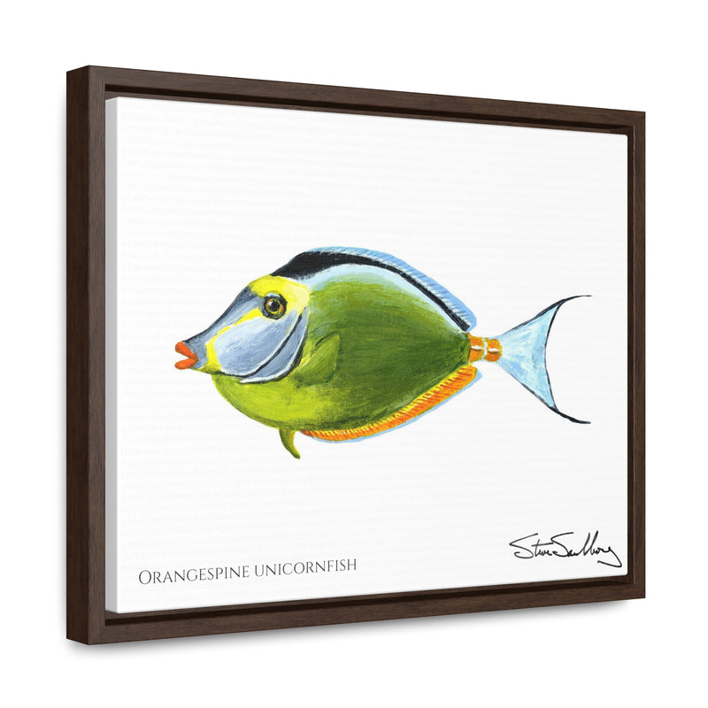 Orangespine Unicornfish, Gallery Canvas Wraps