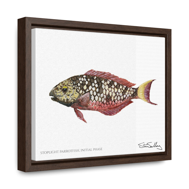 Stoplight Parrotfish, Initial Phase, Gallery Canvas Wrap