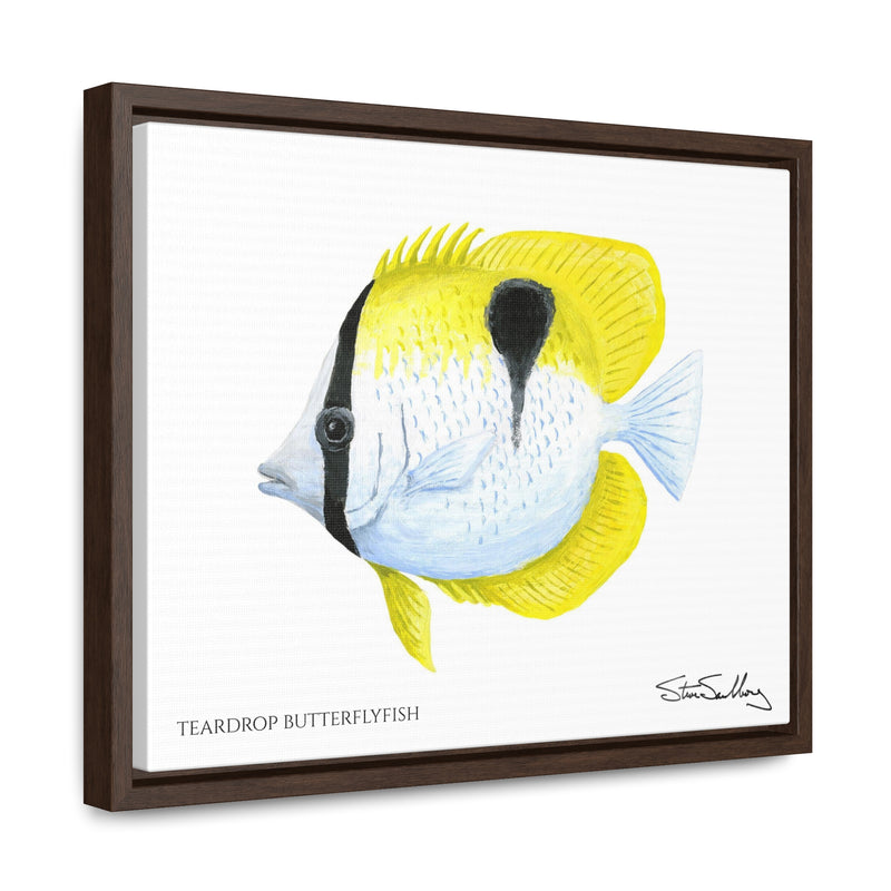 Teardrop Butterflyfish, Gallery Canvas Wrap