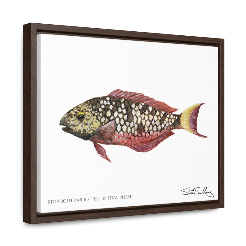 Stoplight Parrotfish, Initial Phase, Gallery Canvas Wrap
