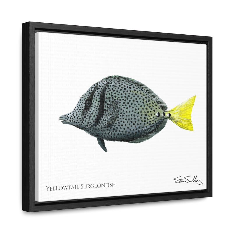 Yellowtail Surgeonfish, Gallery Canvas Wraps