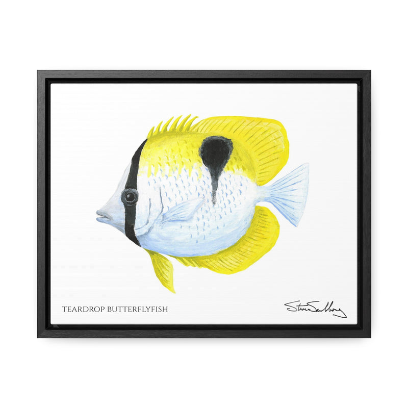 Teardrop Butterflyfish, Gallery Canvas Wrap