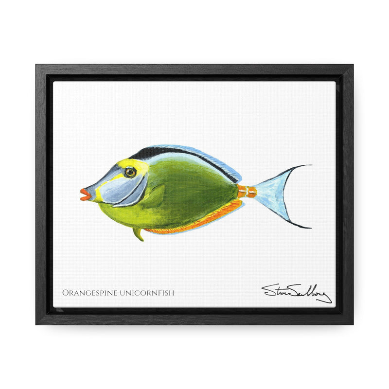 Orangespine Unicornfish, Gallery Canvas Wraps