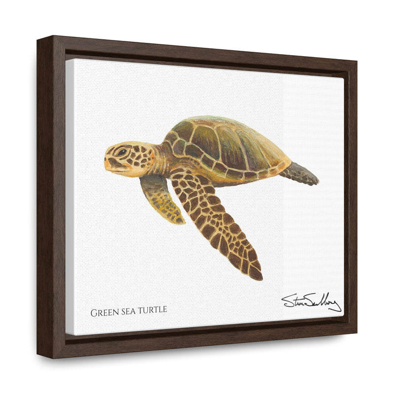 Green Sea Turtle, Gallery Canvas Wrap