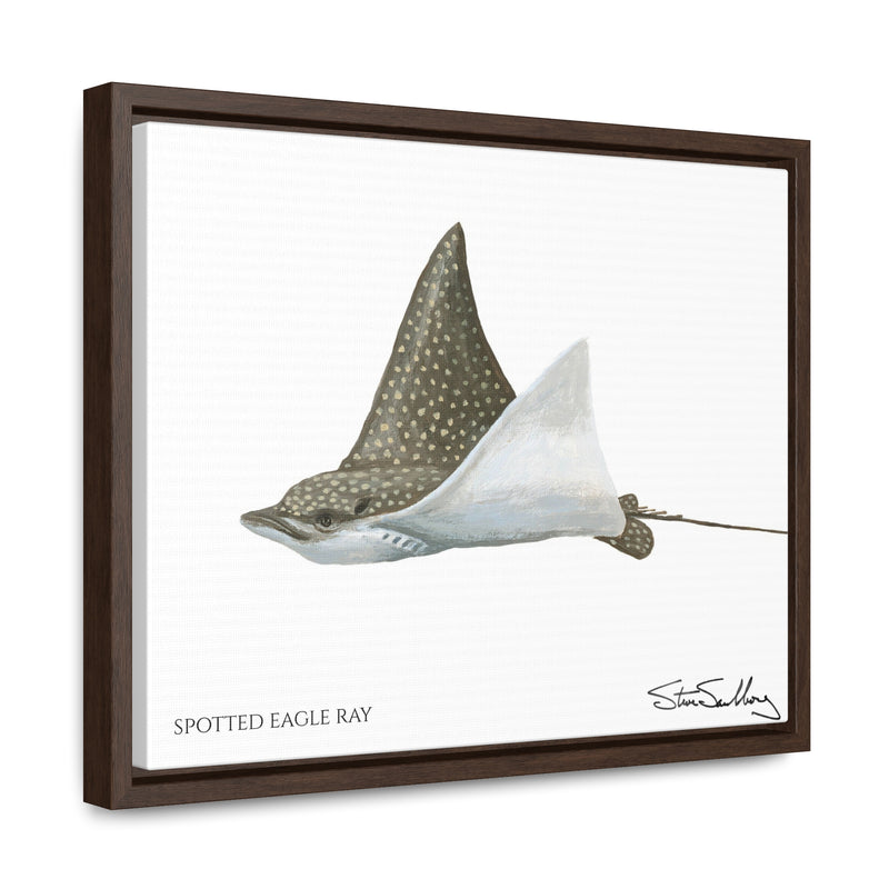 Spotted Eagle Ray, Gallery Canvas Wraps
