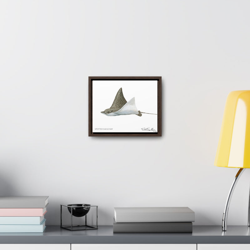 Spotted Eagle Ray, Gallery Canvas Wraps