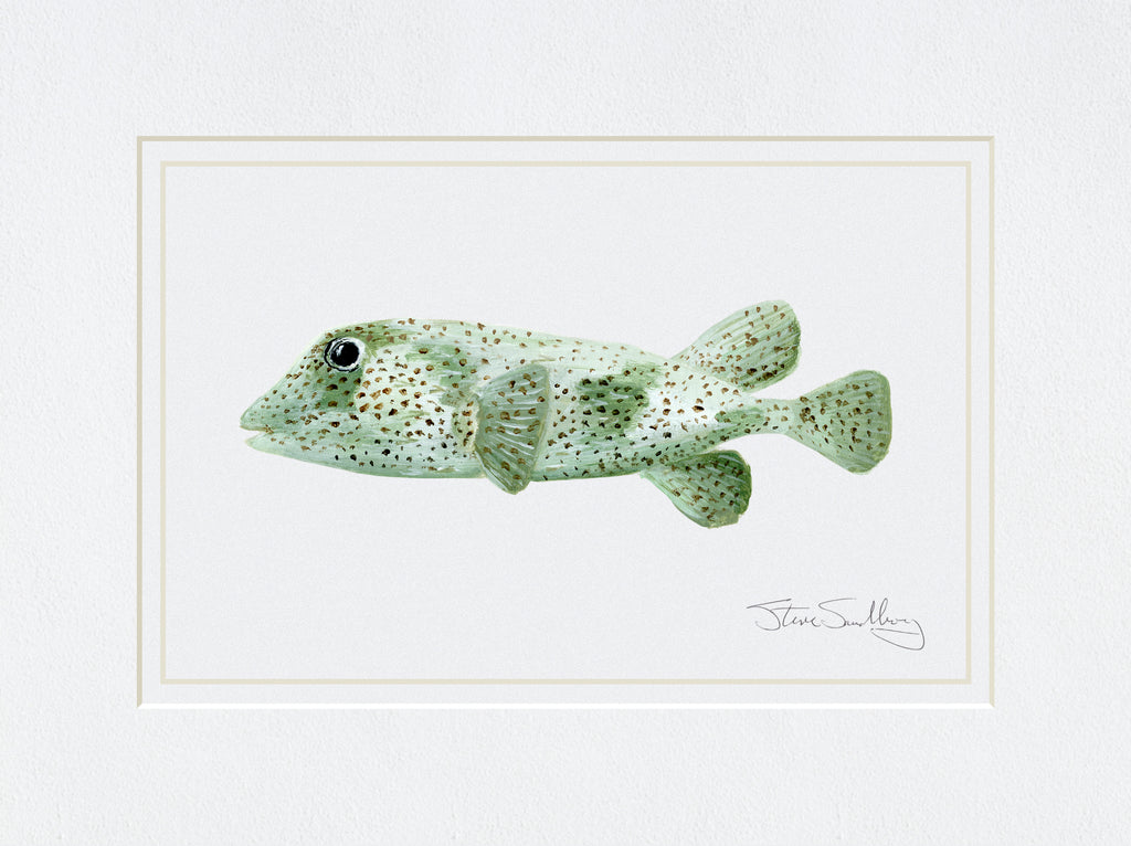 Image of the Porcupinefish based on original art by Steve Sandborg Art