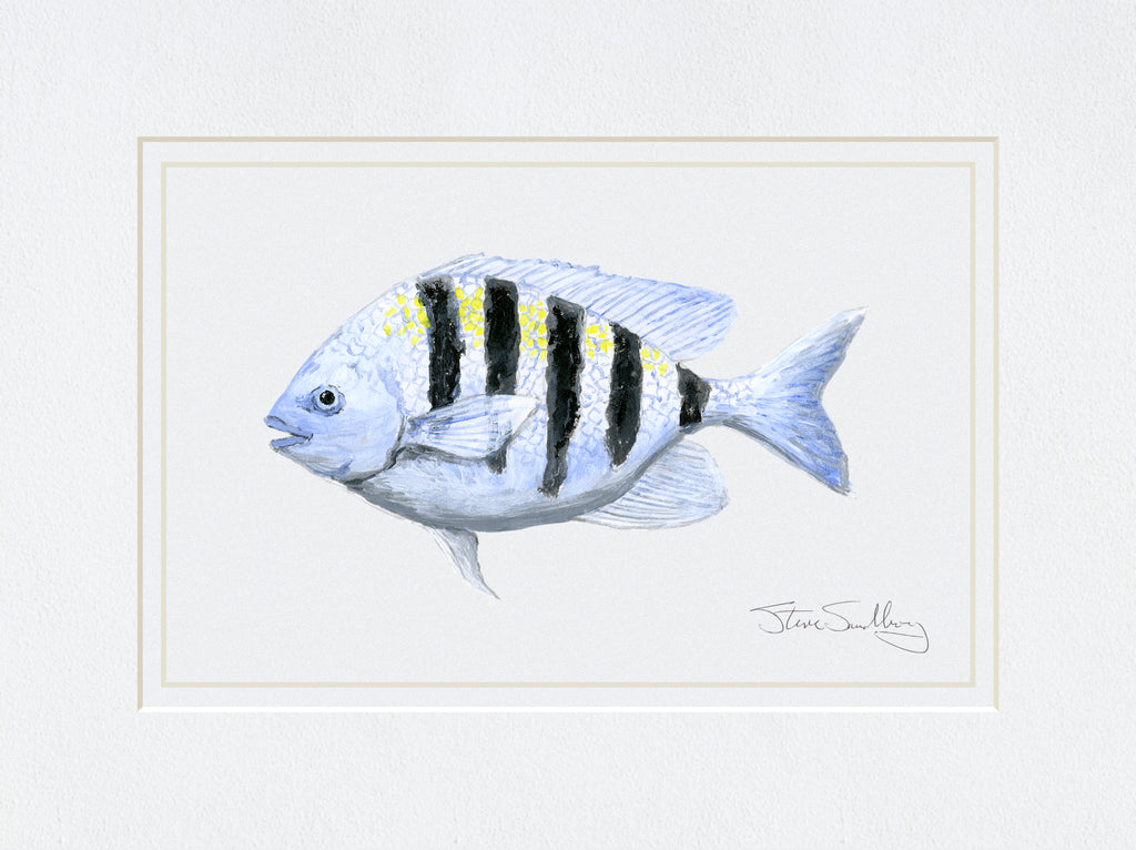 Image of the Sergeant Major fish based on original art by Steve Sandborg Art