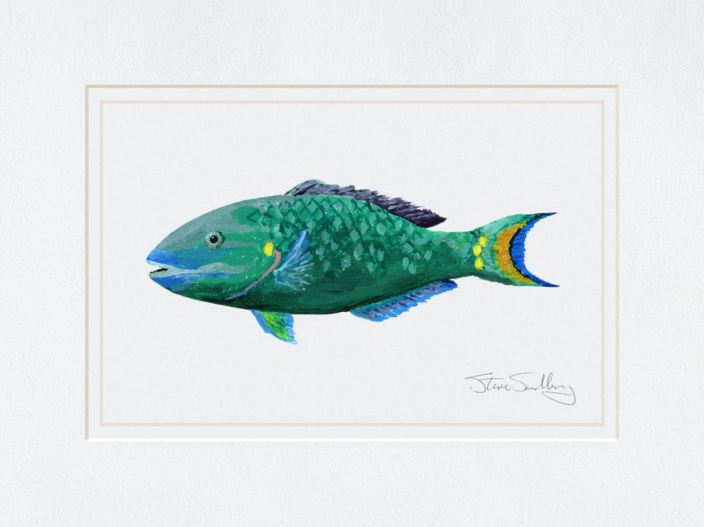 Image of the Stoplight Parrotfish based on original art by Steve Sandborg Art
