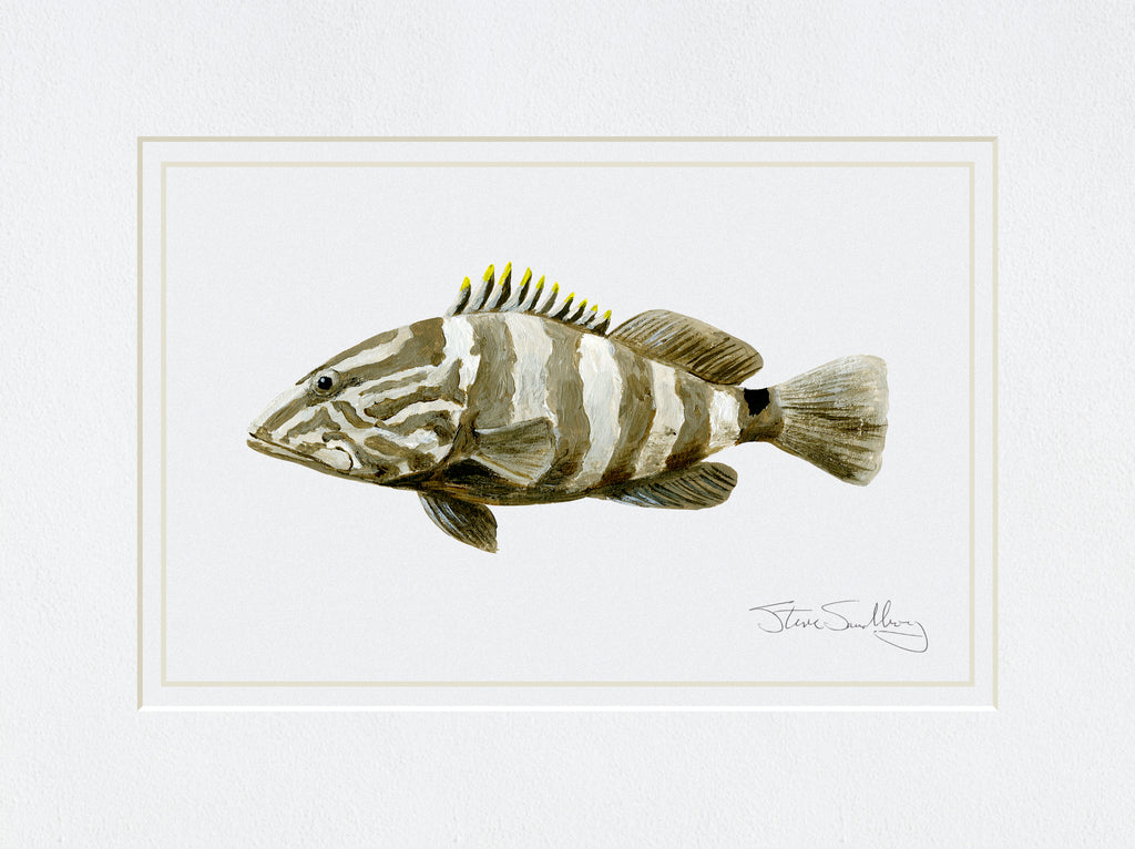 Image of the Nassau Grouper fish based on original art by Steve Sandborg Art