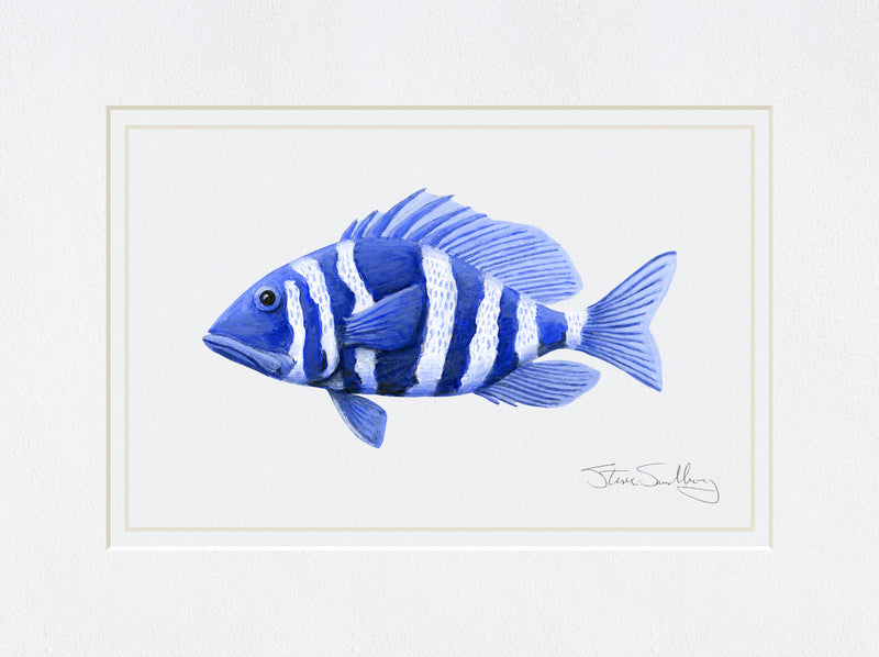 Image of the Indigo Hamlet fish based on original art by Steve Sandborg Art