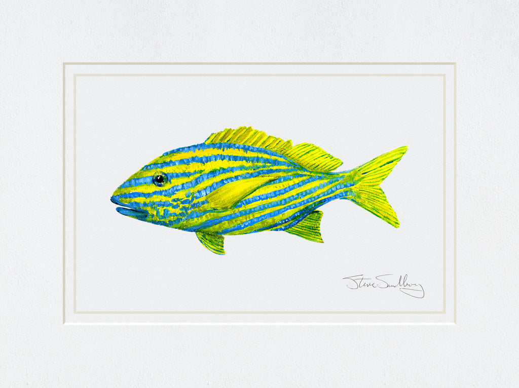 Image of print based on original art of a French Grunt fish by Steve Sandborg Art. 
