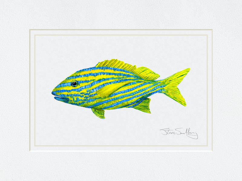 Image of print based on original art of a French Grunt fish by Steve Sandborg Art. 