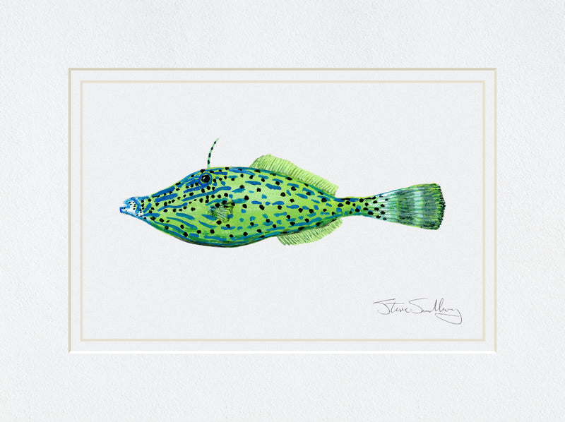 Image of the Scrawled Filefish based on original art by Steve Sandborg Art