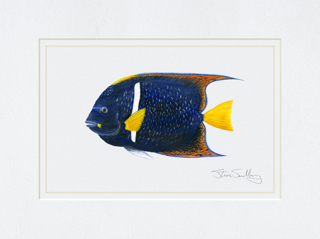 Image of the King Angelfish based on original art by Steve Sandborg Art