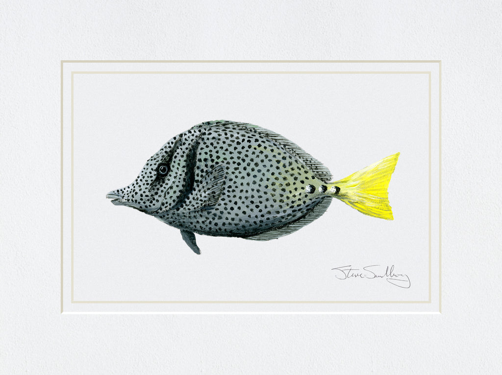 Print image based on original art of a Yellowtail Surgeonfish by Steve Sandborg Art. 