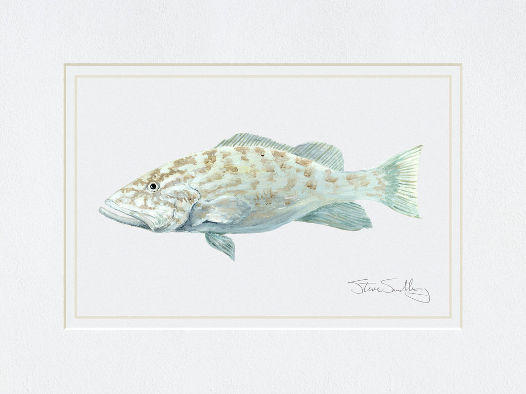 Image of the Gulf Grouper fish based on original art by Steve Sandborg Art