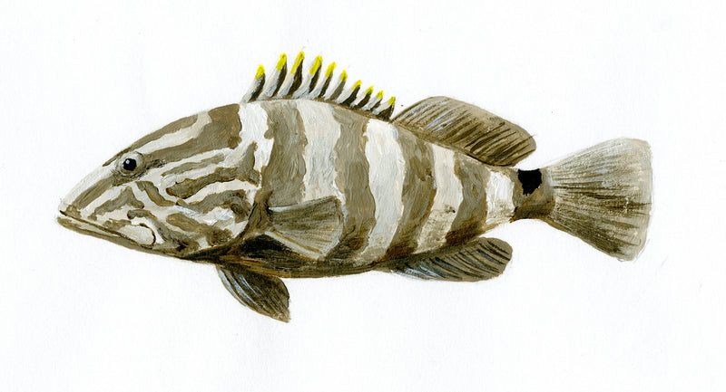 Image of the Nassau Grouper fish based on original art by Steve Sandborg Art