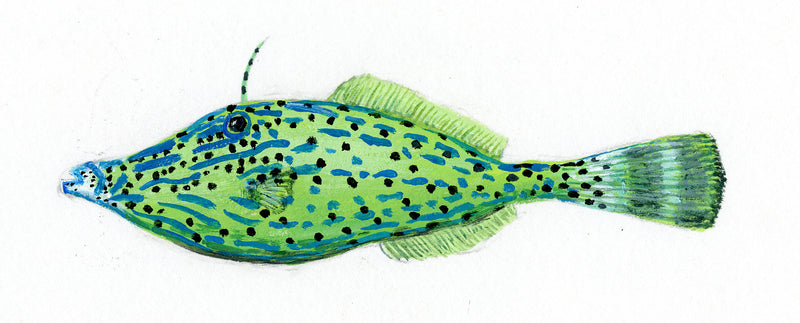 Image of the Scrawled Filefish based on original art by Steve Sandborg Art