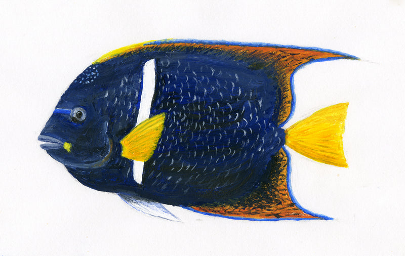 Image of the King Angelfish based on original art by Steve Sandborg Art
