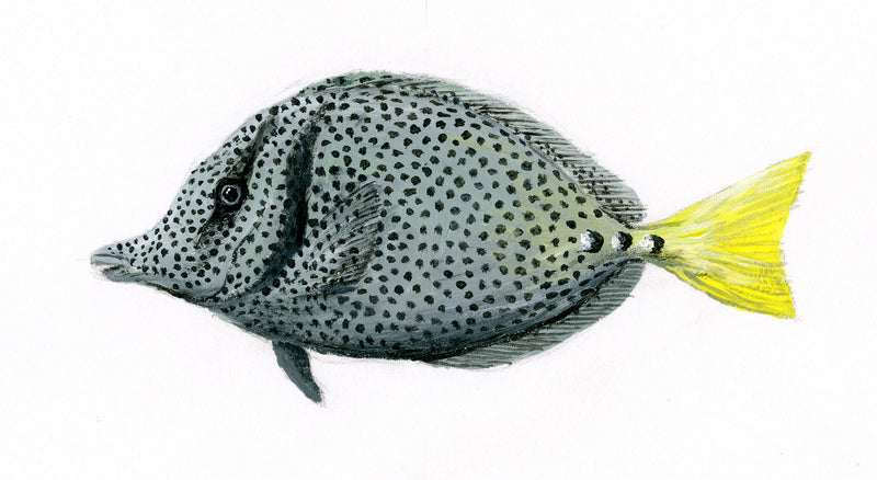 Image of print based on original art of a Yellowtail Surgeonfish by Steve Sandborg Art. 