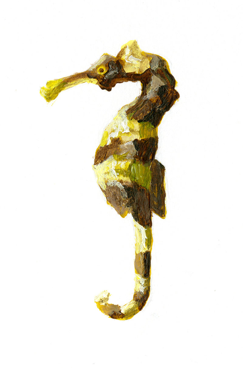 Image of the Longsnout Seahorse based on original art by Steve Sandborg Art