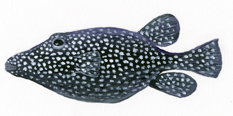 Image of the Guineafowl Puffer fish based on original art by Steve Sandborg Art