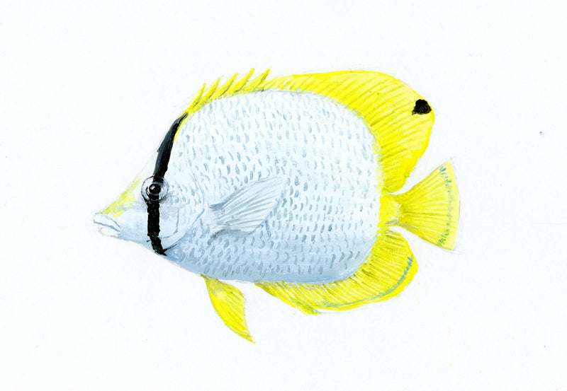 Image of the Spotfin Butterflyfish based on original art by Steve Sandborg Art