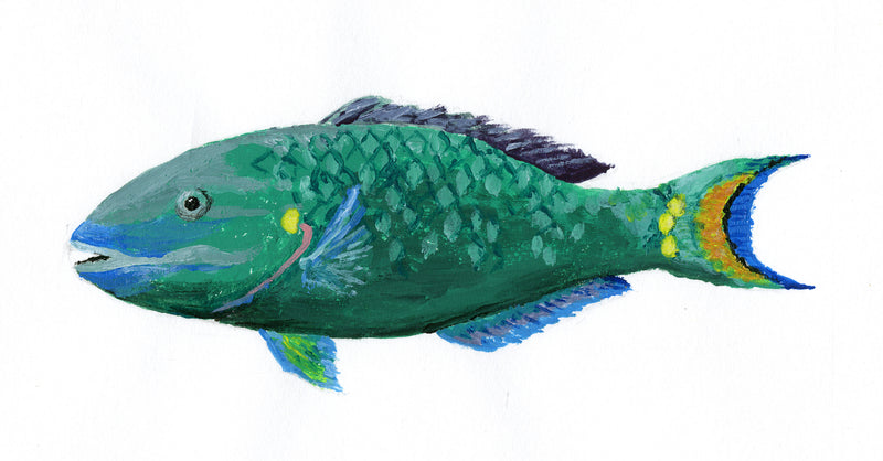 Image of the Stoplight Parrotfish based on original art by Steve Sandborg Art