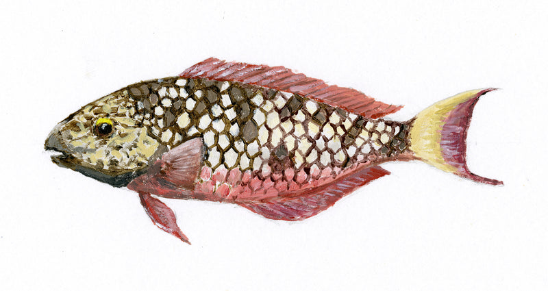 Image of the Stoplight Parrotfish in its initial phase based on original art by Steve Sandborg Art