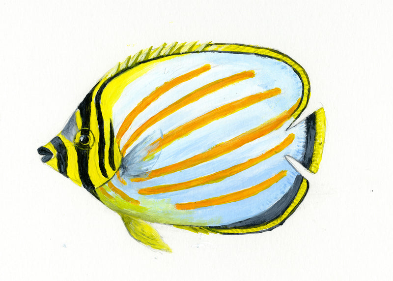 Image of the Ornate Butterflyfish based on original art by Steve Sandborg Art
