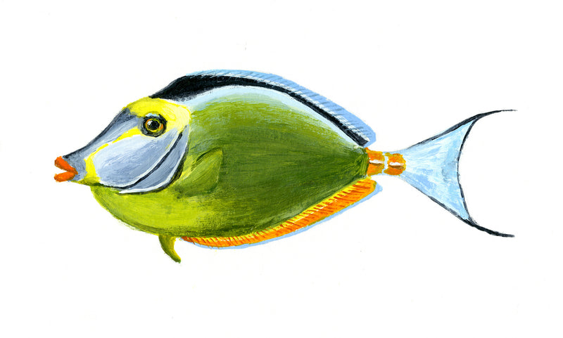 Image of the Orangespine Unicornfish based on original art by Steve Sandborg Art