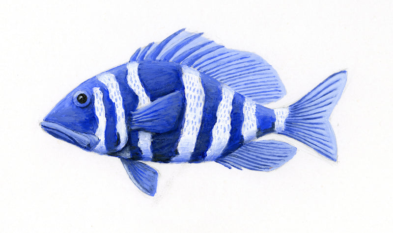 Image of the Indigo Hamlet fish based on original art by Steve Sandborg Art