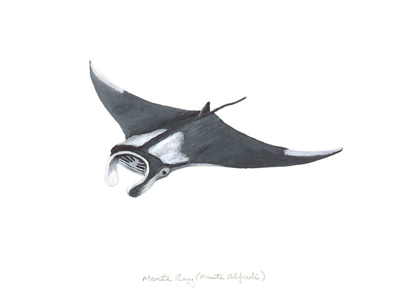Image of the Manta Ray based on original art by Steve Sandborg Art