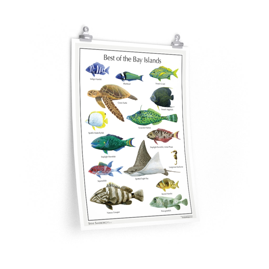 Image of a poster featuring a selection of fish from the Bay Islands of Honduras (Roatan) by Steve Sandborg Art.