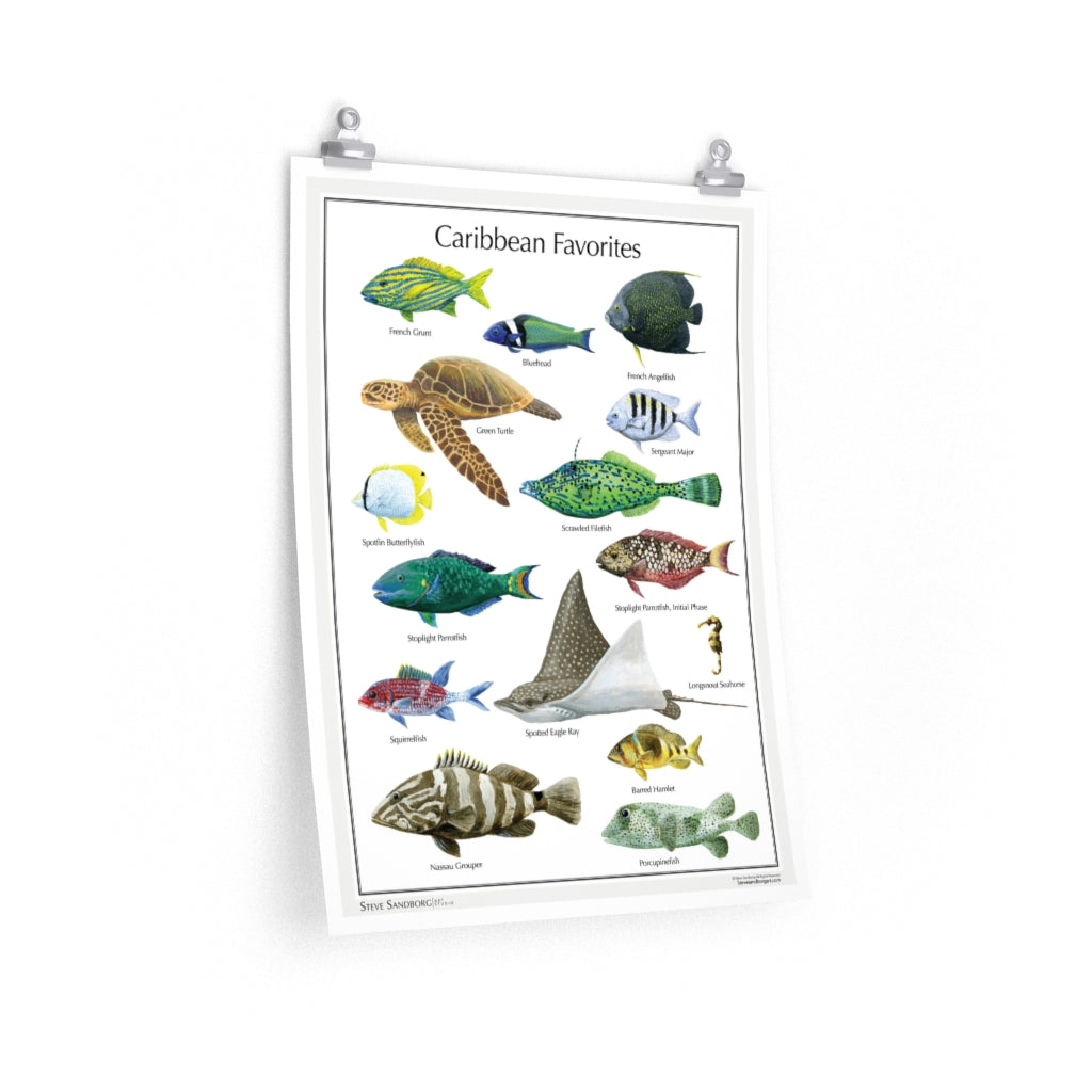Image of a poster featuring a selection of beautiful Caribbean Tropical Sealife by Steve Sandborg Art. 